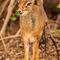 Tarangire NP